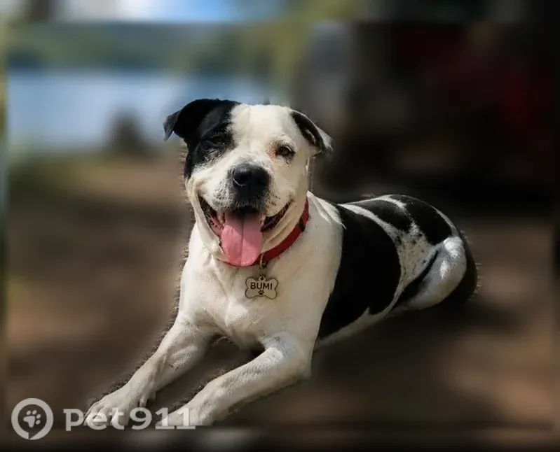 Lost dog, James Drive, Ellijay, Cumming — American bully with a black eye - photo