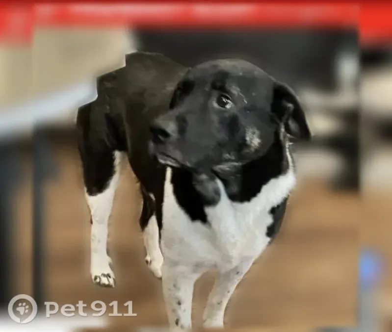 Lost dog, Southeast Green Oaks Boulevard, Arlington — male collie shepherd mix with a curly tail - photo