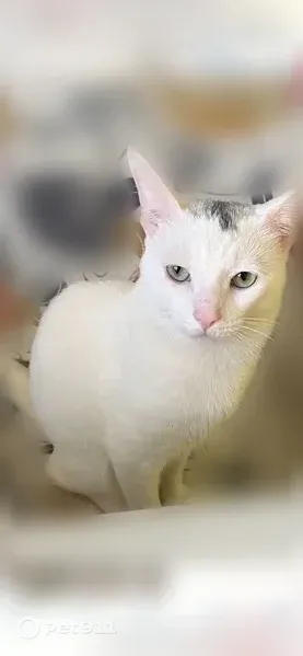 Lost cat, East Avenue, Hicksville, Farmingdale — male, white with a black patch on his head - photo