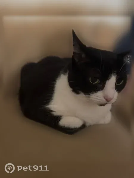 Lost female cat, McKinley Avenue, 52, White Plains, Farmers Branch — black and white, indoor - photo
