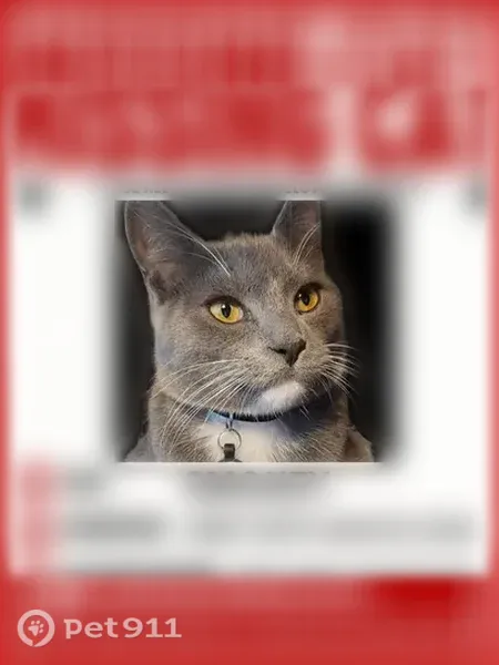 Lost cat, S.O.M. Center Road, 989, Mayfield — male with white chin and chest - photo