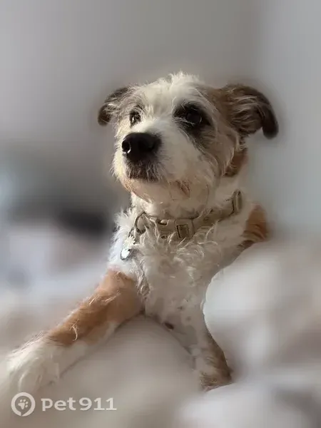 Lost dog, Sunrise Manor, Nevada, Sunrise Manor — female, friendly, mostly white and tan - photo