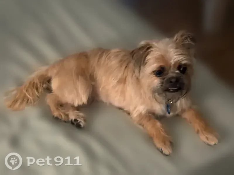 Lost Female Dog, Phoenix — Tan and Black Shih Tzu - photo