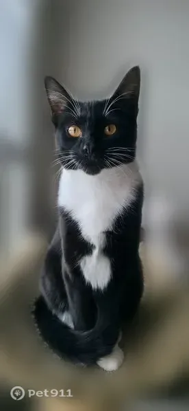 Lost cat, Grand Oaks Trail, 10344, Woodbury, Des Moines — recently spayed female - photo