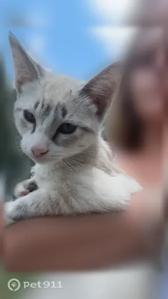 Lost female cat, Walker Road Southwest, 508, Hartselle, Birmingham — blue eyes and black tail - photo