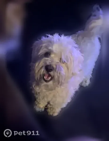 Lost male dog, Pinney Street, 13232, Los Angeles — white Maltipoo with dark spots - photo