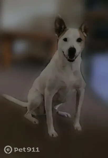 Lost male dog, North Davis Avenue, 1000, Oklahoma City — white with brown spots over his eyes - photo