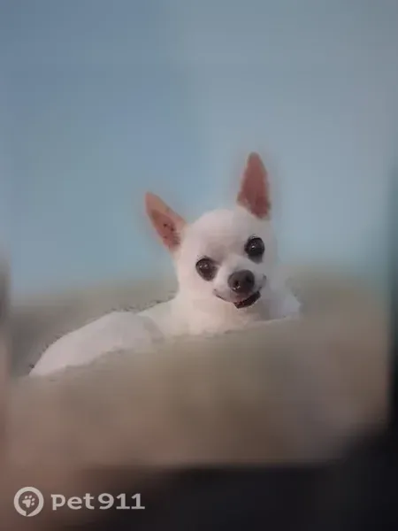 Lost male dog, Lost Branch Road, 501, Lexington — white Chihuahua with beige spots - photo