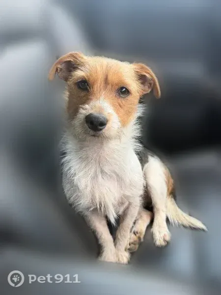 Lost male dog, Aster Court, 135, Gaston — playful, small, brown eyes - photo