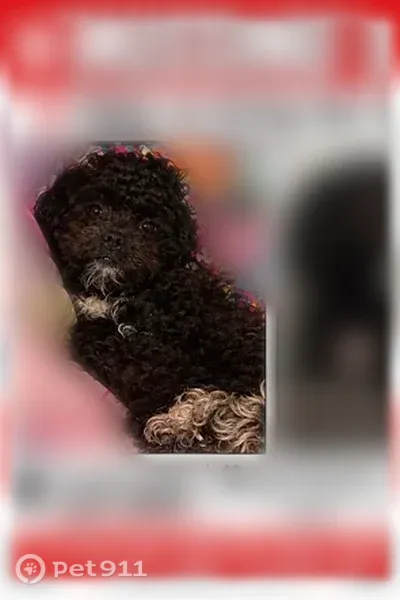 Lost dog, Berkshire Avenue, 227, Bridgeport — black coat with white paws and chest - photo