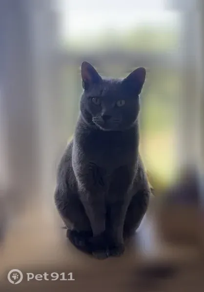Lost male cat, North Broad Street, 969, Lexington — green eyes - photo