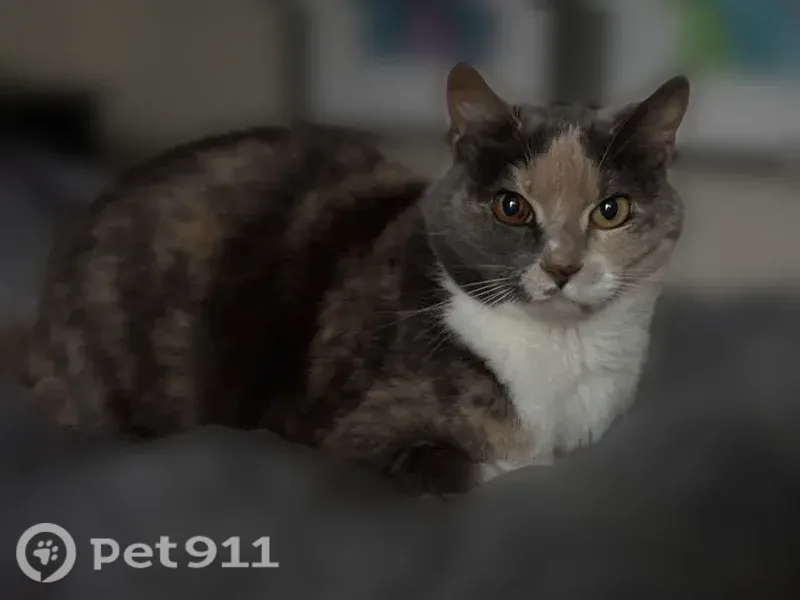 Lost cat, Cheryl Anne Place, Charlotte — 13-year-old dilute calico female - photo