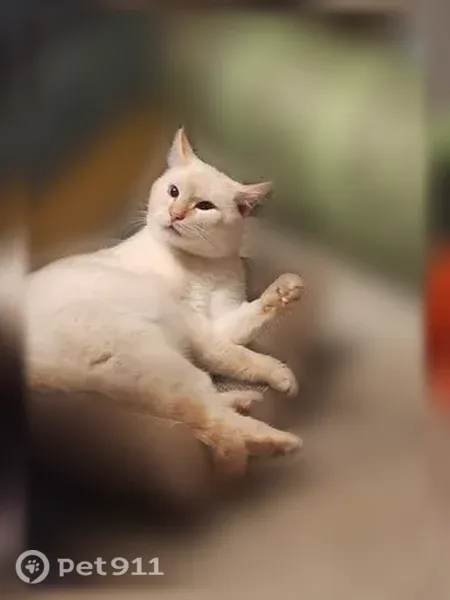 Lost male cat, Perrysville Avenue, 4004, Pittsburgh — flamepoint Siamese mix - photo