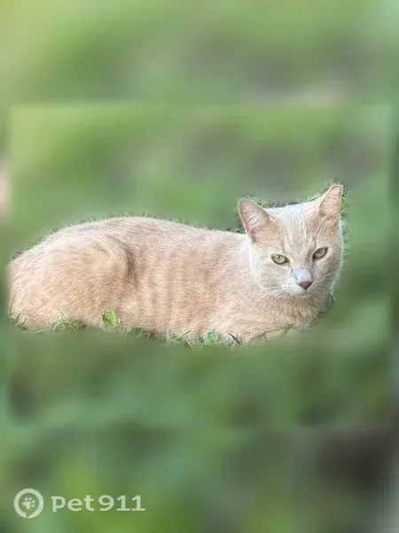 Lost cat, Springdale Circle, 283, Palm Springs, West Palm Beach — male, cream-colored - photo