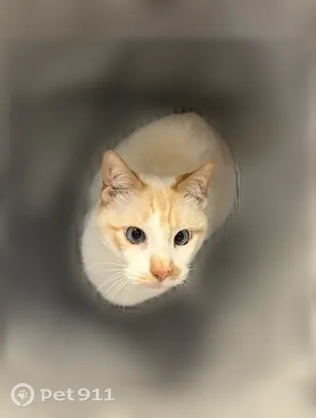 Lost male cat, Salado Creek Parkway, 7202, San Antonio, Arlington — white with orange markings - photo
