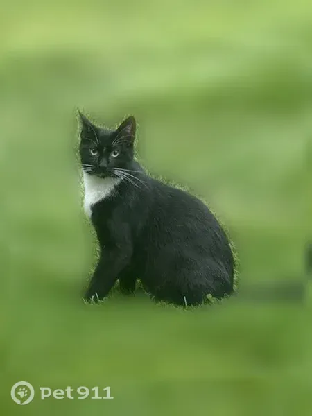 Lost Cat, Wolf Pit Drive, 78, Southbury, Heritage Village — Male Tuxedo Cat Named Benny - photo