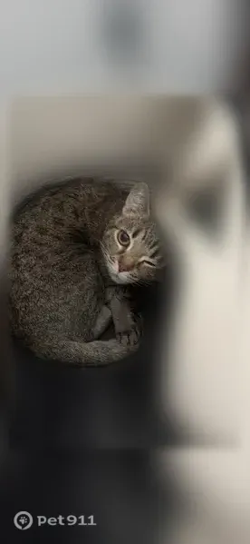 Lost female cat, Sage Vista Way, 10510, South Jordan — small, timid tabby - photo