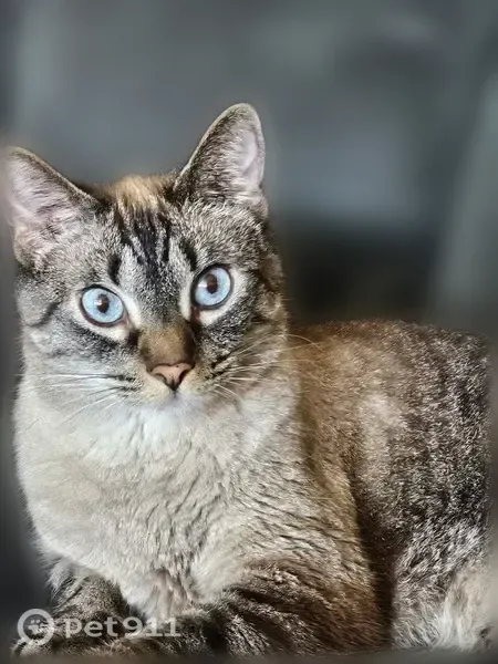 Lost male cat, Phoenix Drive, 2811, Killeen - photo