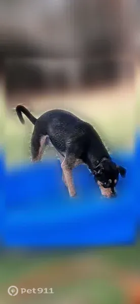 Lost male dog, Fair Bluff Highway, South Carolina, Green Sea — white neck spot and curled tail - photo