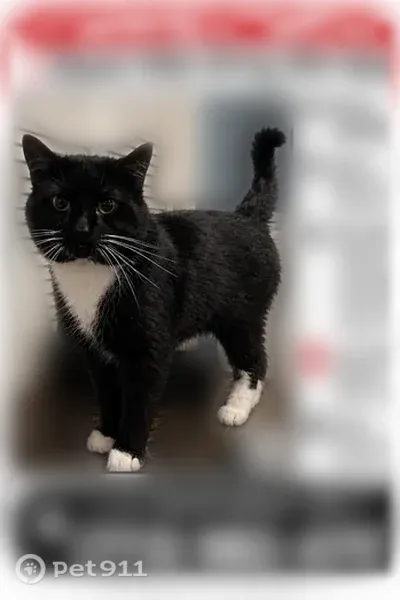 Lost male cat, South 60th Court, 1780, Cicero — black-and-white coat and white paws - photo