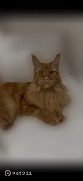 Lost Cat, East 28th Street, 2331, Brooklyn — orange male Maine Coon - photo