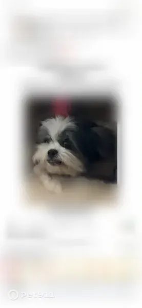 Lost dog, East 24th Street, 7310, Broken Arrow — female Shih Tzu mix - photo