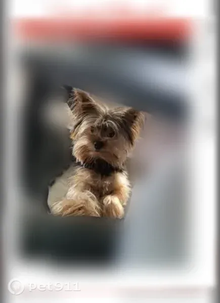Lost male dog, Myrtle Avenue, Merchantville — friendly terrier seen running toward Pennsauken - photo