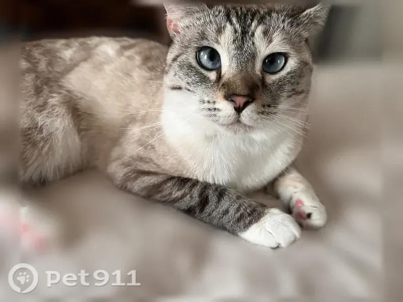 Lost cat, Redear Place, 1, Durham, Charlotte — white tabby with blue eyes and collar - photo