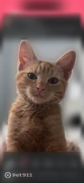 Lost cat, Mimbres Street Southwest, 1101, Albuquerque — female orange kitten, 4–5 months old - photo