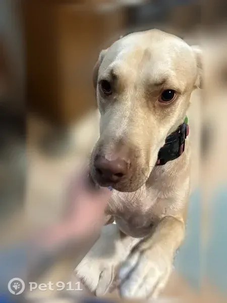 Lost dog, McLemoresville, Tennessee, McLemoresville — sweet yellow Lab, scared of strangers - photo