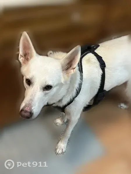 Lost dog, Mockingbird Lane, 160, McLemoresville, McLemoresville — friendly white female shepherd - photo