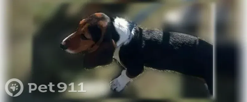 Lost dog, Salisbury Drive, 3480, Dallas — female, mostly black with brown and white patches - photo