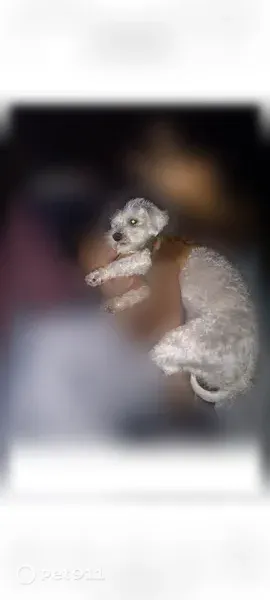 Lost dog, Garden Walk Boulevard, 934, Atlanta — small male poodle - photo