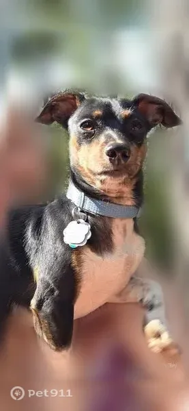 Lost Dog, Anna Marie Drive, 23, Springfield, Munford — male miniature pinscher - photo