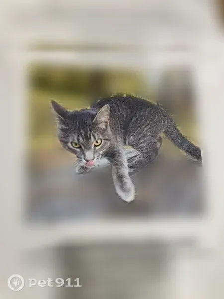 Lost cat, North 16th Street, Purcellville — male, grey and white, yellow eyes - photo