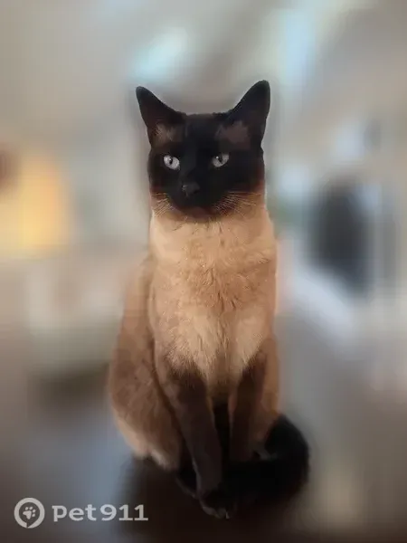 Lost cat, Timber Wood Boulevard, Delaware, Newark — shy male who may hide - photo