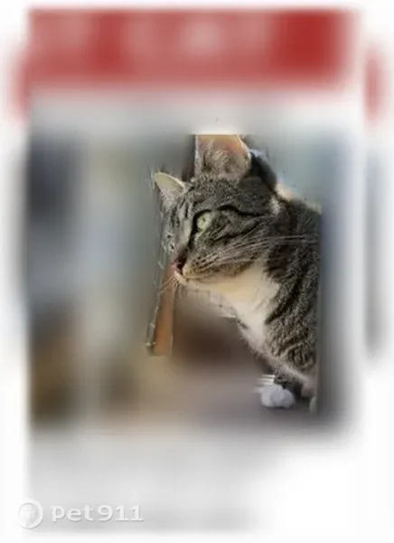 Lost female cat, 97th Street Southwest, 10602, Lakewood, Tacoma — short-haired tabby - photo