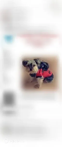 Lost dog, Scott Street, Franklin Park, Melrose Park — male Yorkie, black and brown - photo