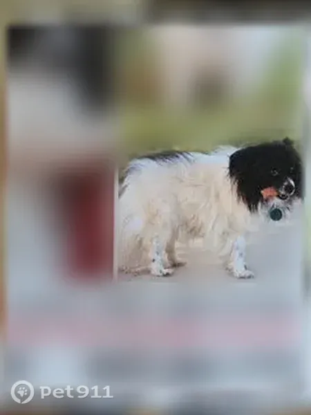 Lost dog, White Water Court, 2943, Dayton — 12-year-old Papillon with green collar - photo
