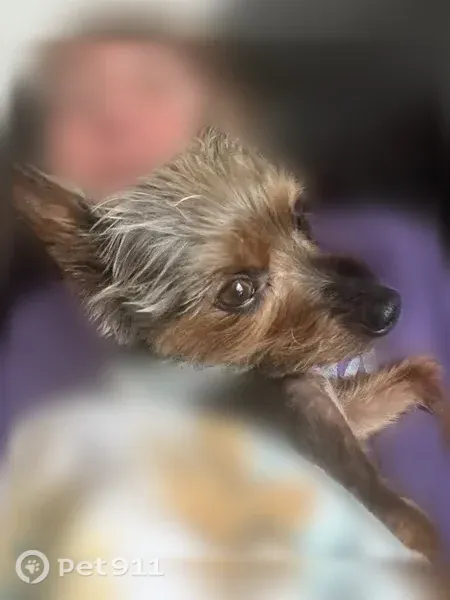 Lost male dog, Scott Court, Portage — Yorkie mix with no collar - photo