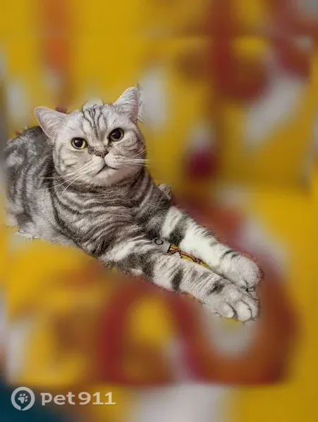 Lost male cat, Penny Lane, Euless, Fort Worth — 6-year-old Exotic Shorthair - photo