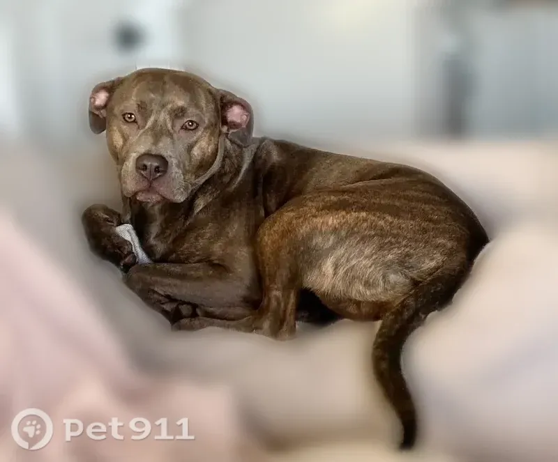 Lost female dog, Merrillville — brindle pitbull, very sweet but skittish - photo