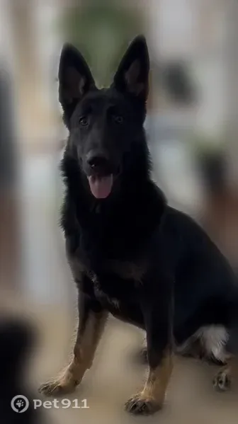Lost dog, female, Barrett Drive, 9014, Dittmer, Cedar Hill Lakes — 8 months old and very friendly - photo