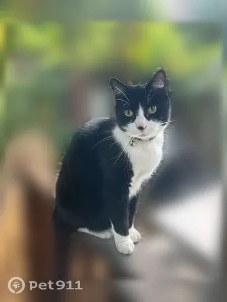 Lost male cat, Franklin Avenue East, 3142, Seattle — tuxedo with a white shoulder patch - photo