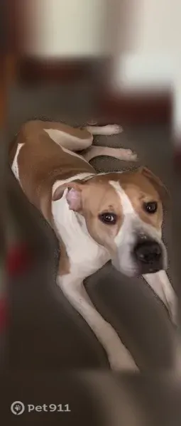 Lost male dog, North Belleview Place, Indianapolis — tan and white, beige collar - photo