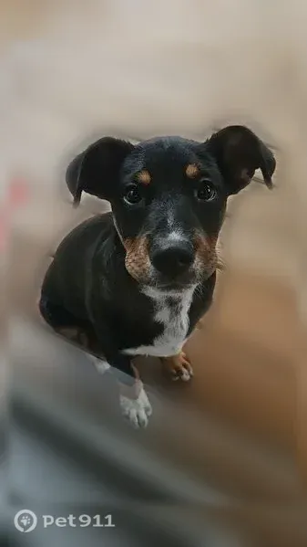 Lost dog, male, Poplar Street, 60, Waynesville — Mountain Cur, Blue Heeler and Pit Bull - photo