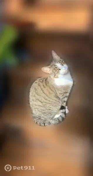 Lost female cat, Lost Creek Drive, 440, Walton — greenish eyes - photo