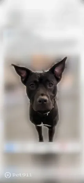 Lost dog, Copley Road, 3793, Copley, Pigeon Creek — female, black with a white chest patch - photo
