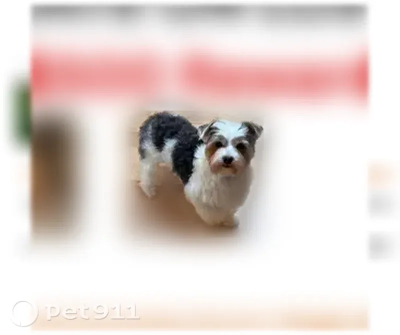 Lost male dog, Richland Road, 1250, Marion Township, Marion — white parti Yorkie with black marks - photo