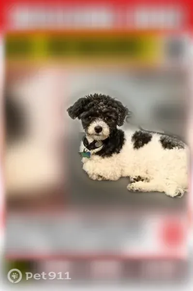 Lost female dog, Decatur Street Southeast, 125, Atlanta — small black-and-white dog - photo